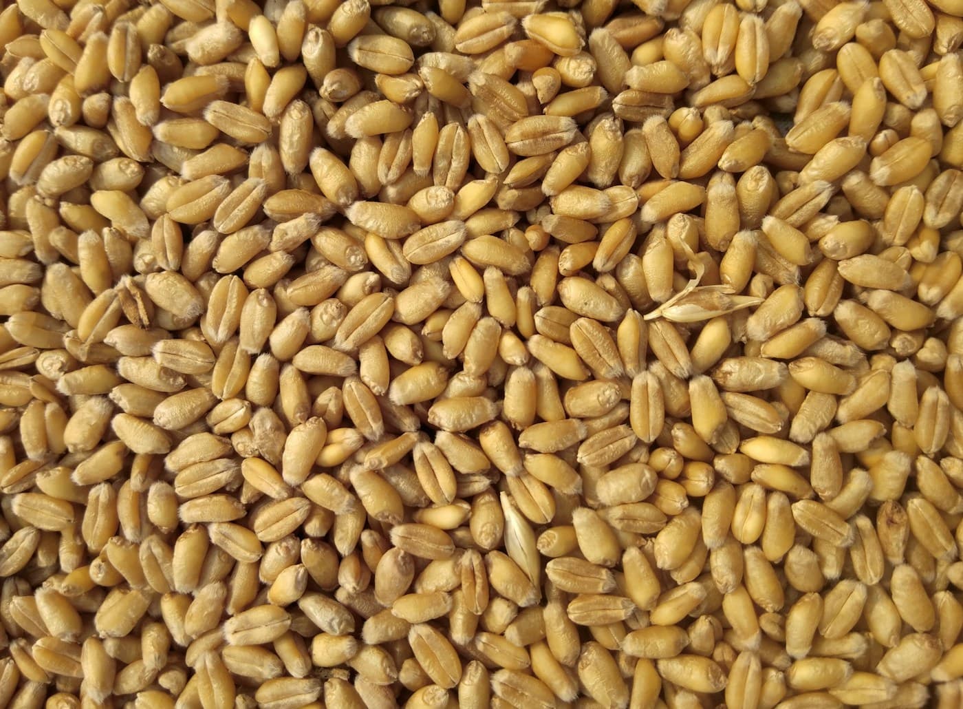 جیره ویژه رشد و قدکشک
